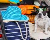 Ferienhaus mit Hund: Hier sind Familien mit Haustieren willkommen