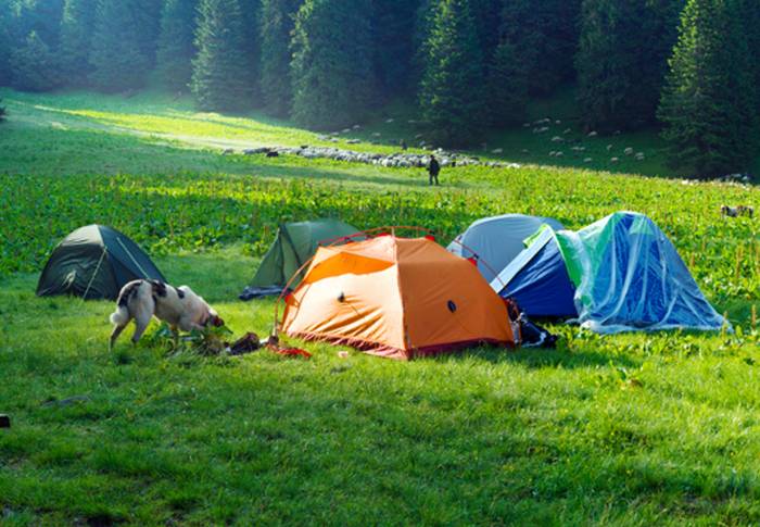 Auch auf dem Campingplatz fühlt sich unser Hund total wohl. (Foto: shutterstock - Roman Mikhailiuk)